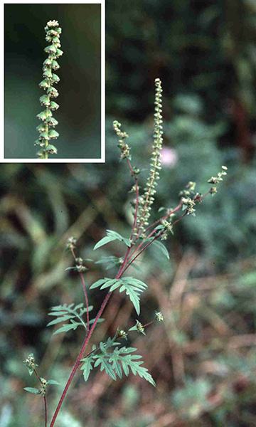 Common Ragweed | Cornell Botanic Gardens