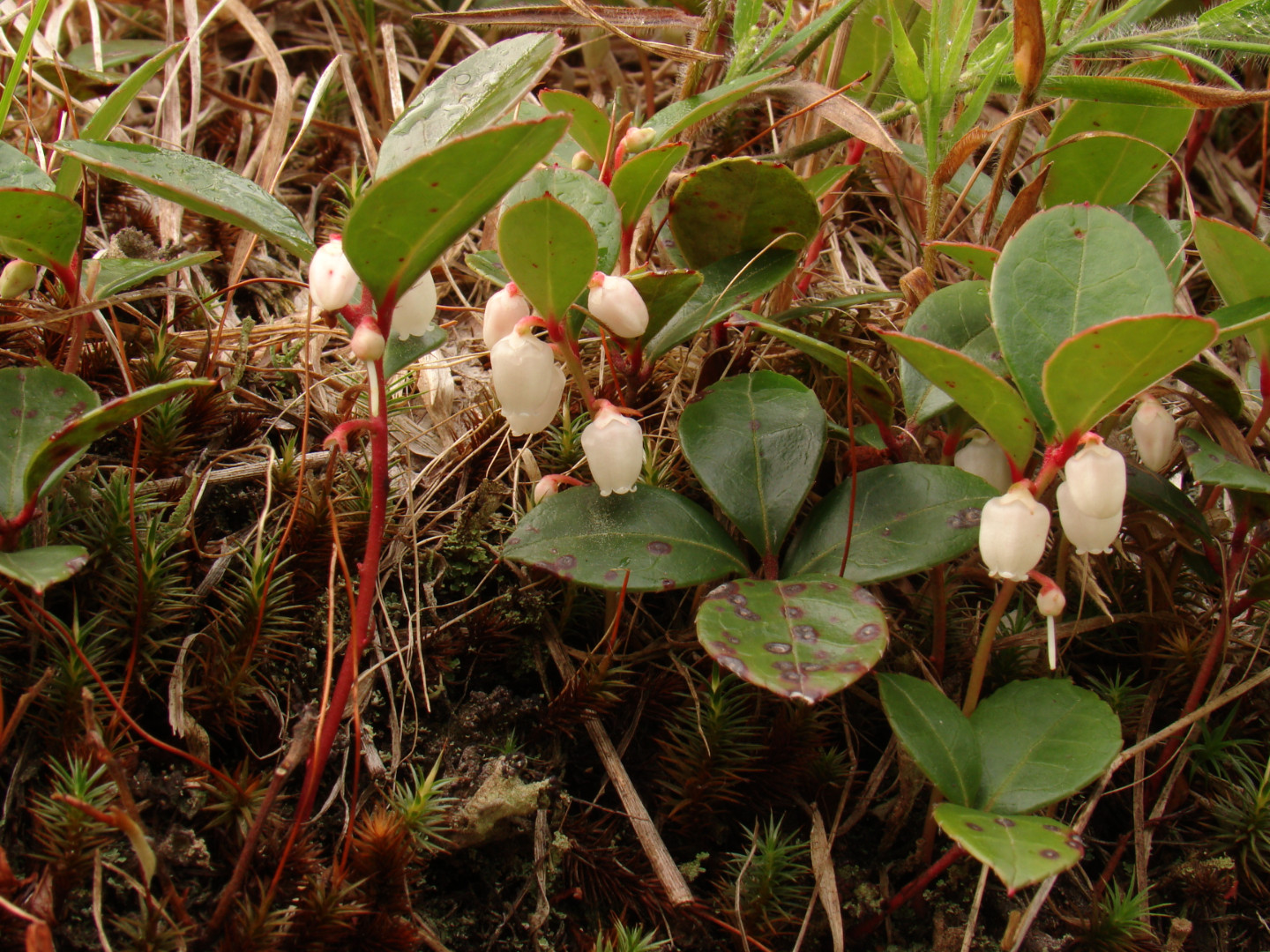 Aromatic Wintergreen | Cornell Botanic Gardens