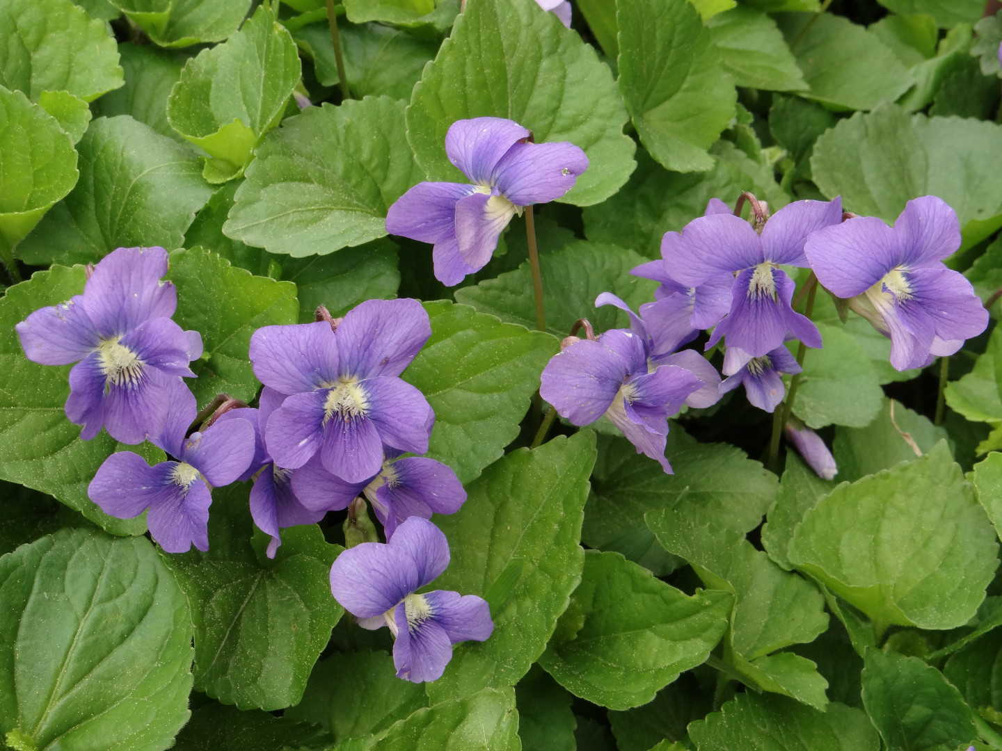 Common Blue Violet | Cornell Botanic Gardens