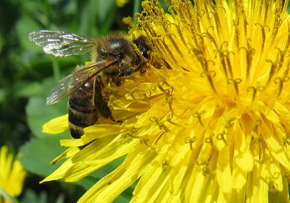 Bee Dandelion