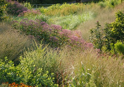 3up_bioswale-418x293 (1)