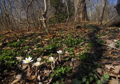Bloodroot in the Mundy Wildflower Garden in spring