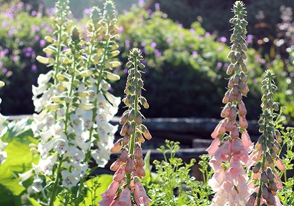 Foxgloves