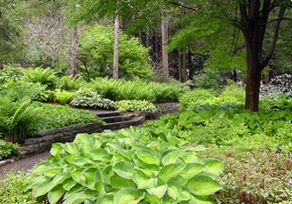 Groundcover Collection