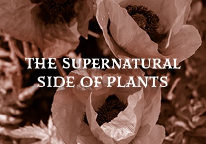 The Supernatural Side of Things - poppy