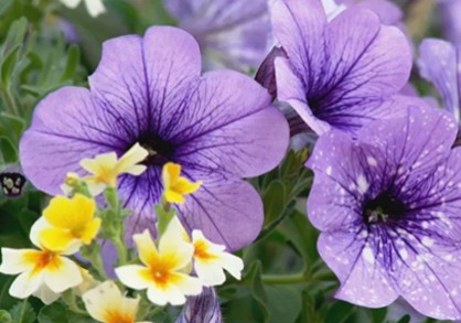 Yellow and purple flowers in a garden