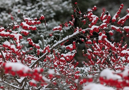 Berries in the snow