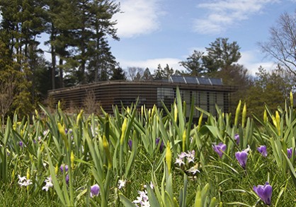 Crocus bulbs in a field