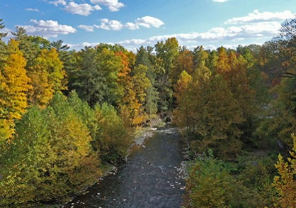 river surrounded by trees on both sides