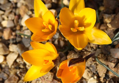 A bunch of yellow crocus