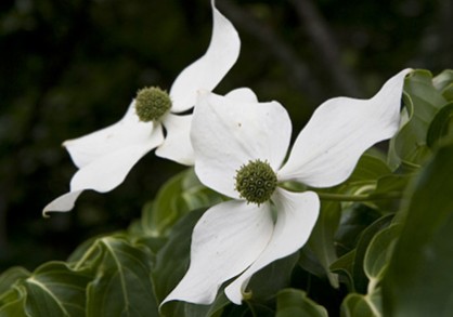 dogwood (cornus florida)