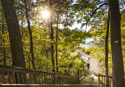 Wooden stairway on a trail