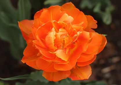 Orange flower