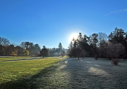 thaw in the arboretum