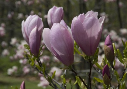 pink magnolia flowers on a branch