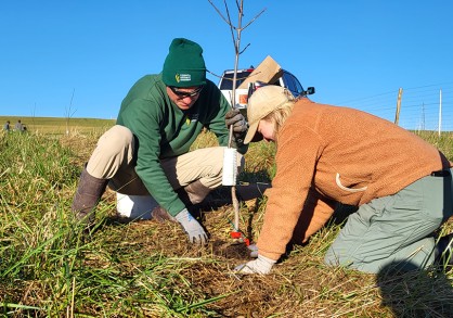 two people planting an ash seeding