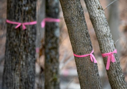 Ash trees with pink rubber markers wrapped around them 