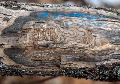 Evidence of Emerald Ash Borer infestation in an ash tree that was felled in Mundy Wildflower Garden in order to mitigate risk from the invasive species