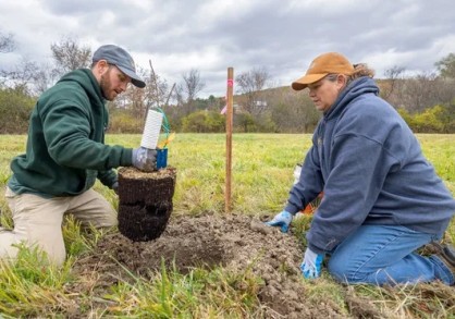 Male with teal jacket and woman with purple sweater on group planting an ash tree sapling in the Cornell conservation bank