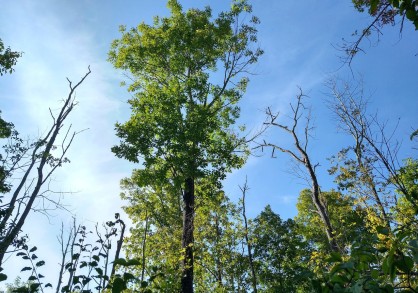 Healthy, full grown ash tree standing alone with a blue sky background
