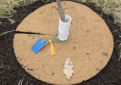 Ash tree sapling in a planter