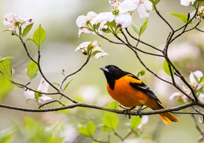orange bird with black wings witting on a branch with pink blooming flowers