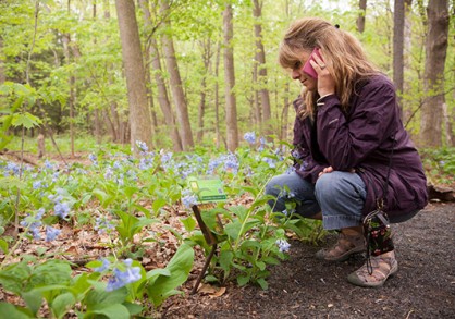 Female with light hair listening to a cell phone while looking at a blue flower in a forest