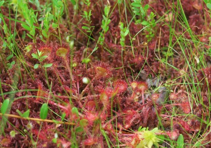 Colorful bog plants