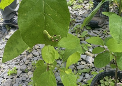 spicebush swallowtail caterpiller