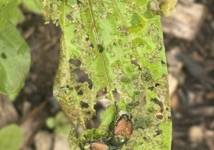 Japanese Beetles on a damaged leaf