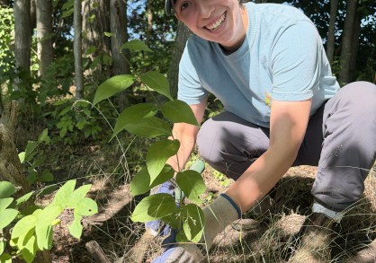 Lila removing pale swallow-wort