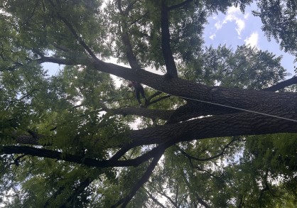 Student in a tree