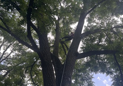 large tree with a person climbing on it
