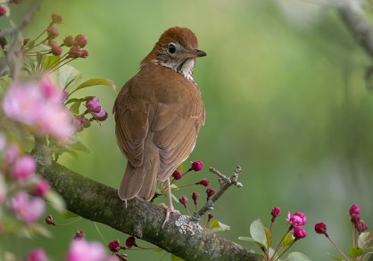 brown spotted bird sitting on a tree branch with pink blooms
