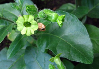 plant up close with big green leaves and small white flower