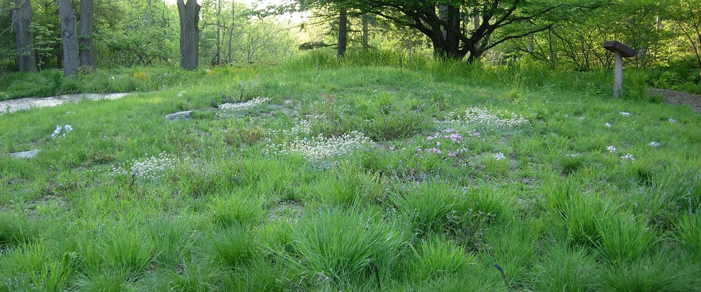 c_native.lawn