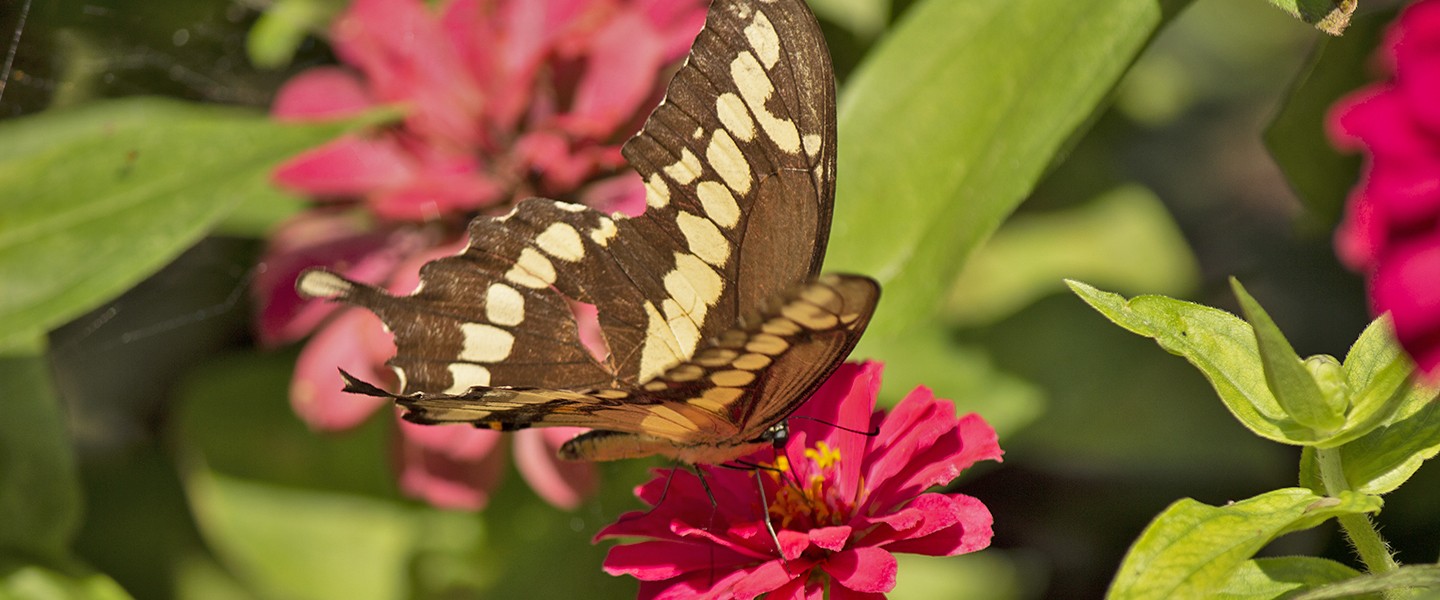 C_swallowtail