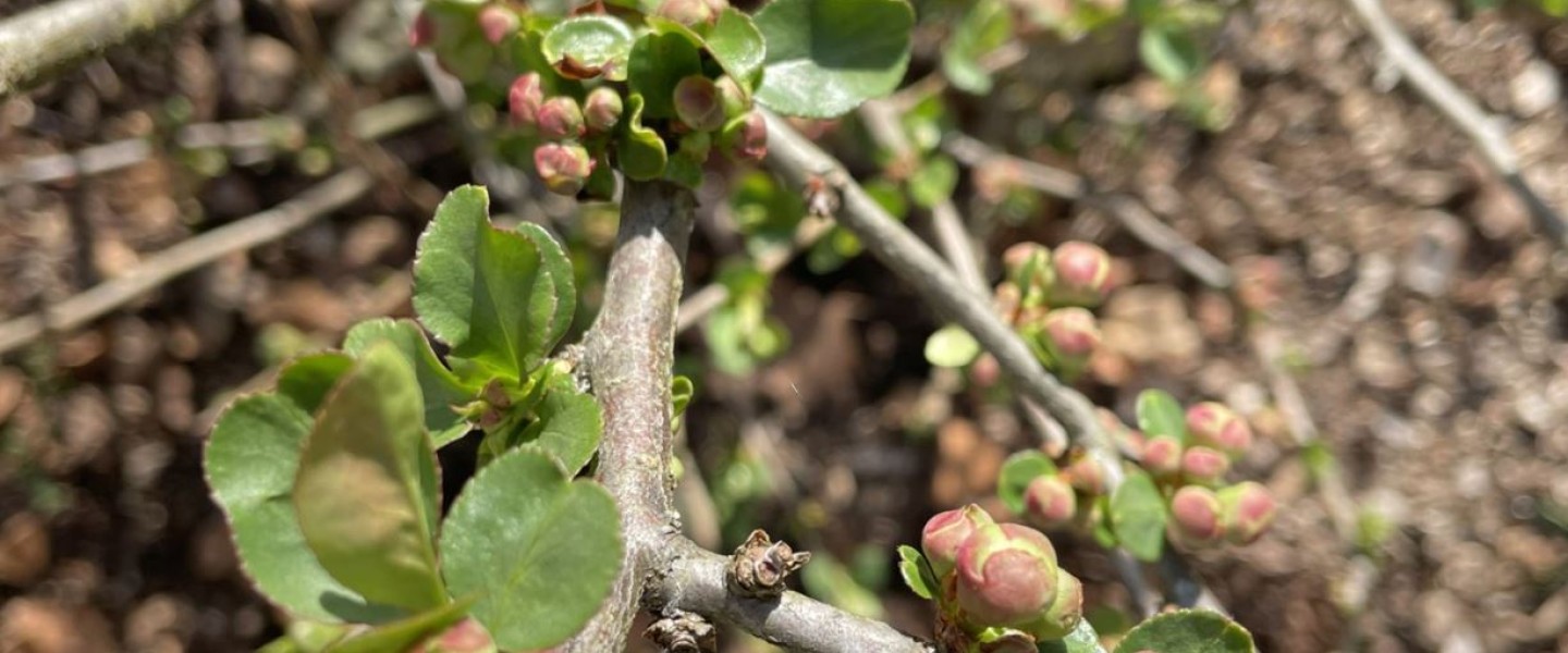 quince buds