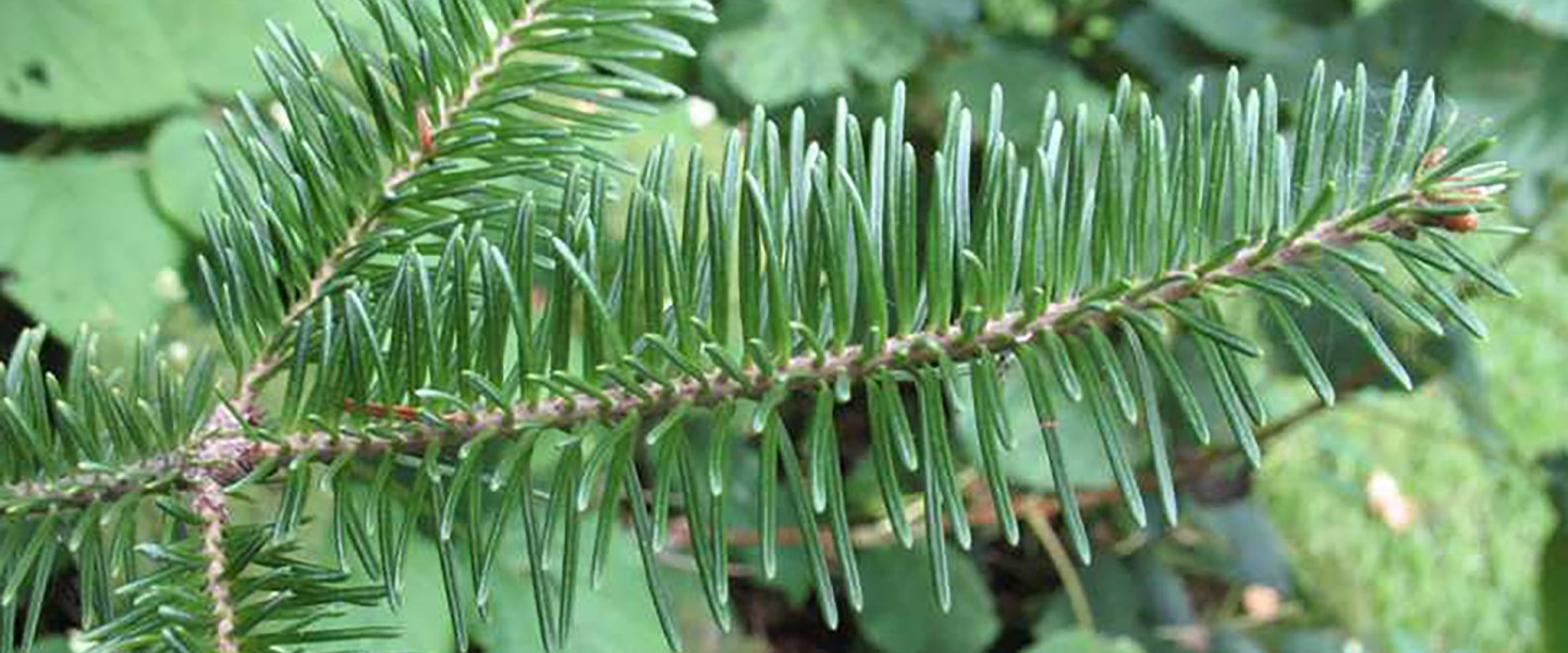 balsam fir needles