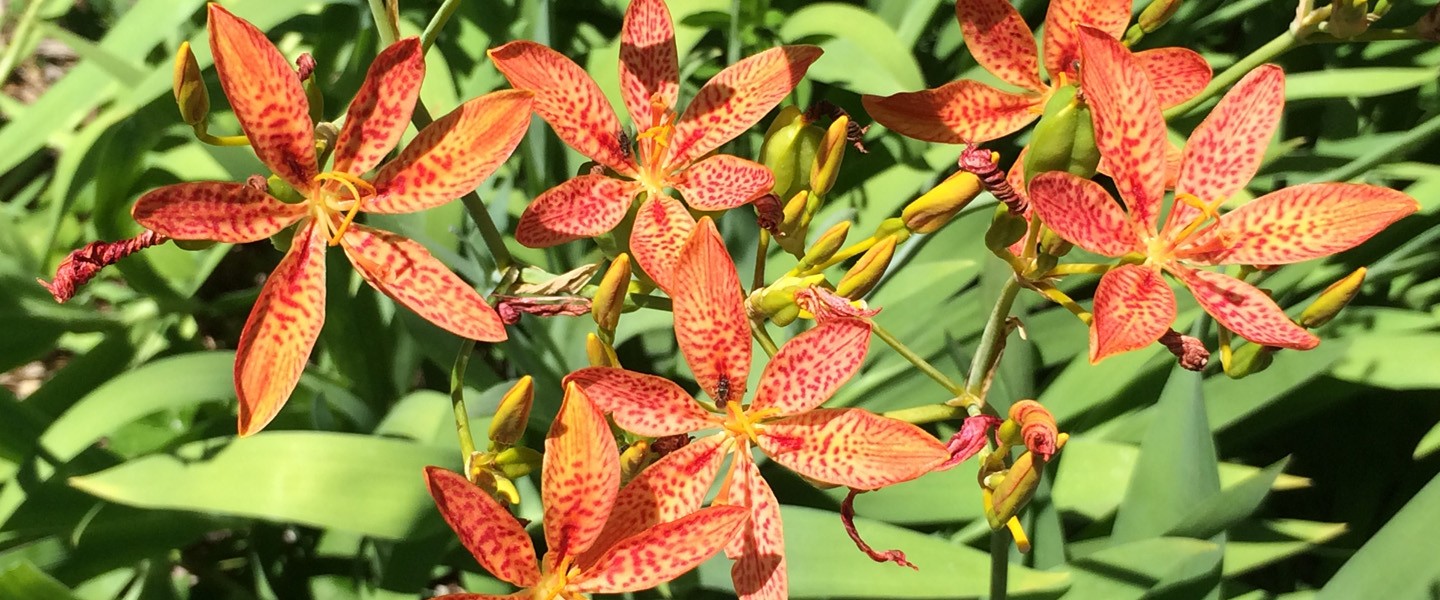 Leopard Lily | Cornell Botanic Gardens