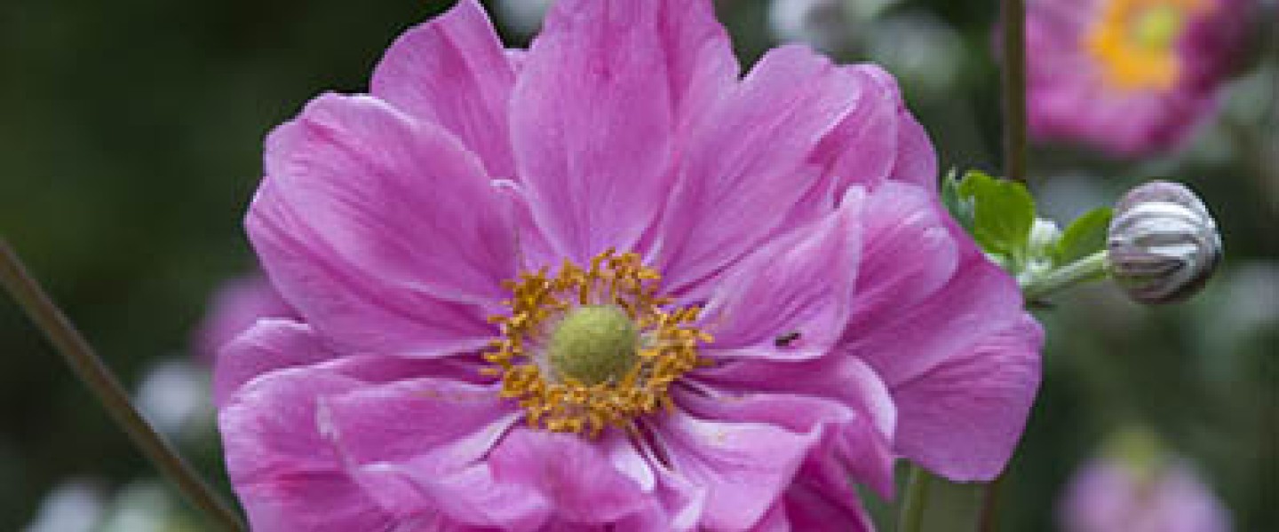 Japanese Garden Anemone | Cornell Botanic Gardens