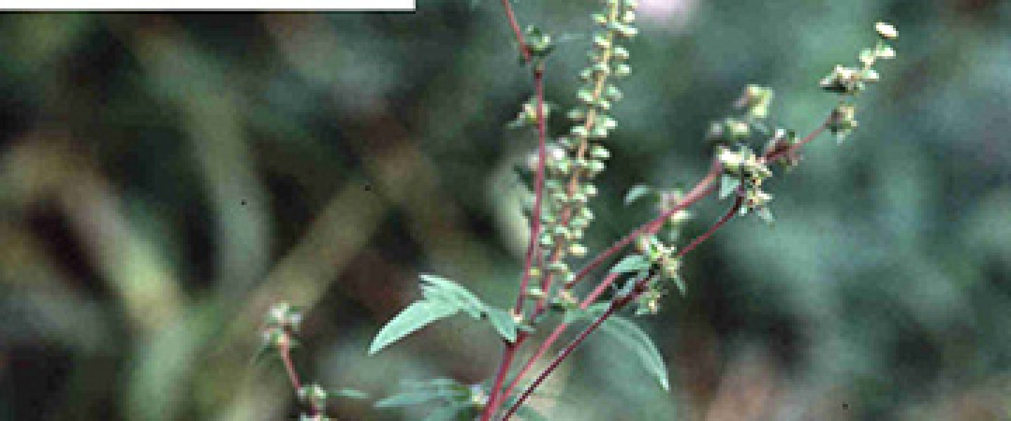 Common Ragweed | Cornell Botanic Gardens