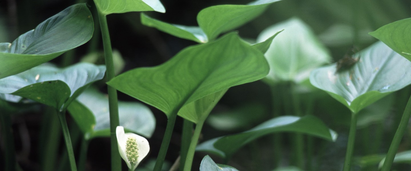Water Calla | Cornell Botanic Gardens