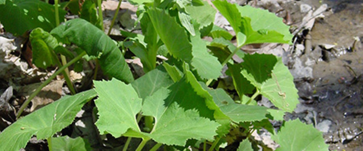 Butterbur | Cornell Botanic Gardens