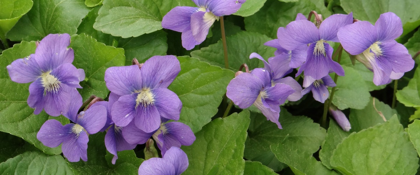 Common Blue Violet | Cornell Botanic Gardens