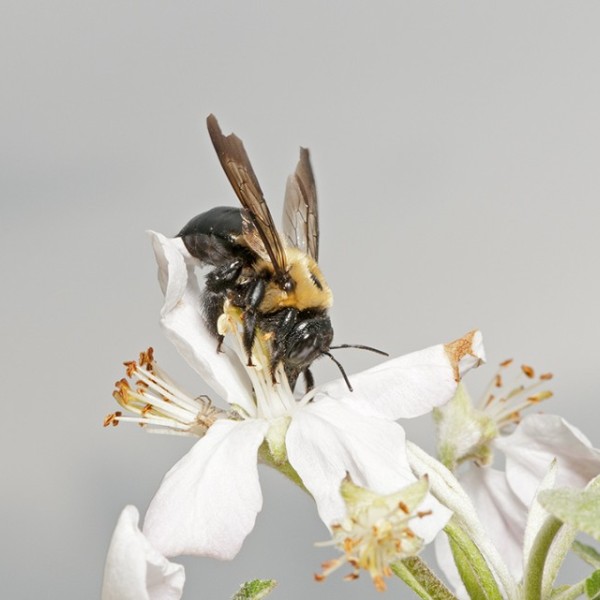 Bee on apple blossom
