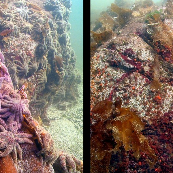 Before and after photo showing decline of large sunflower sea stars