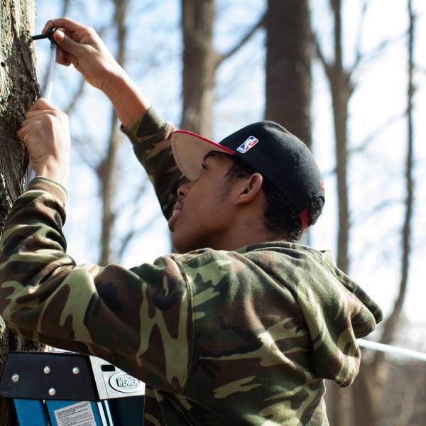 A student learns how to tap a tree for maple sugar