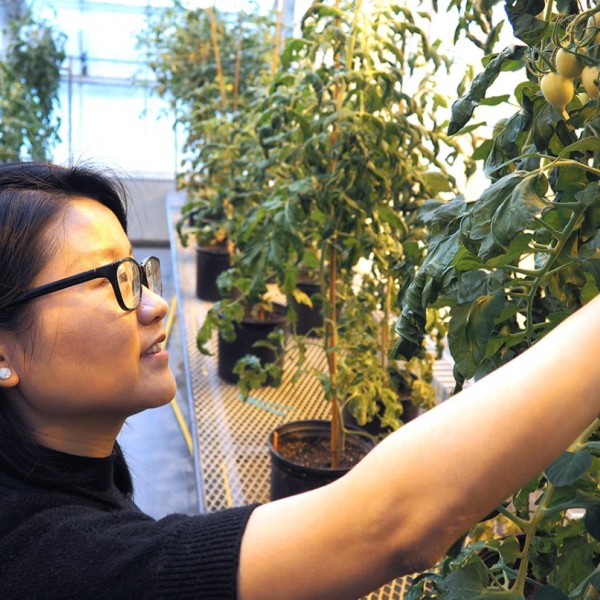 Ning Zhang inspects CRISPR/Cas-edited tomatoes in a greenhouse