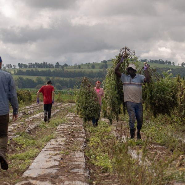 workers on a hemp farm